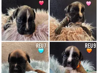 Boxer honden Lieve Rasechte Boxer Pups ❤️🩷🩵🧡 - Advertentie 5