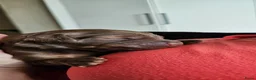 Kruising honden te koop: 9 supermooie pups!!! Labradoodle/goldend - Advertentie 1