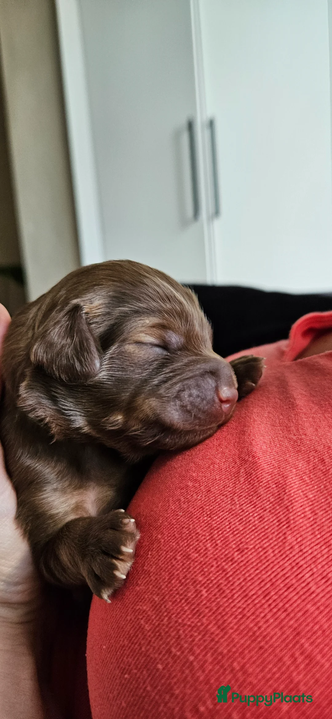 Kruising honden te koop: 9 supermooie pups!!! Labradoodle/goldend - Advertentie 1