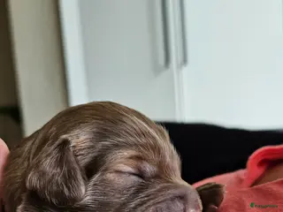 Kruising honden te koop: 9 supermooie pups!!! Labradoodle/goldend - Advertentie 2