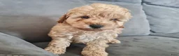 Maltipoo honden te koop: Prachtige, gesocialiseerde Maltipoo x poedel pups - Advertentie 8