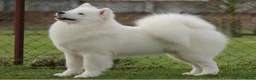 Samojeed honden te koop: Pups verwacht! - Advertentie 1