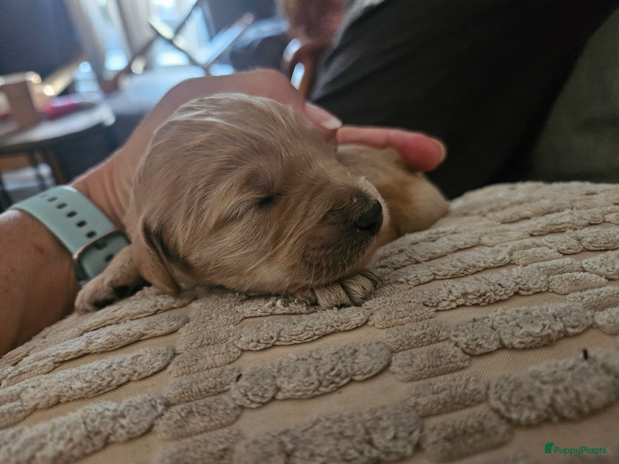 Kruising Puppy 2