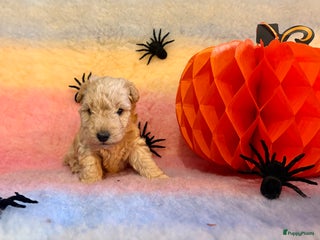 Lakeland Terriër honden Mooi rood Lakeland teefje - Advertentie 18