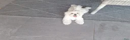 Maltezer honden te koop: Maltezer leeuwtje. Reu. Mei'26. Rasecht - Advertentie 1