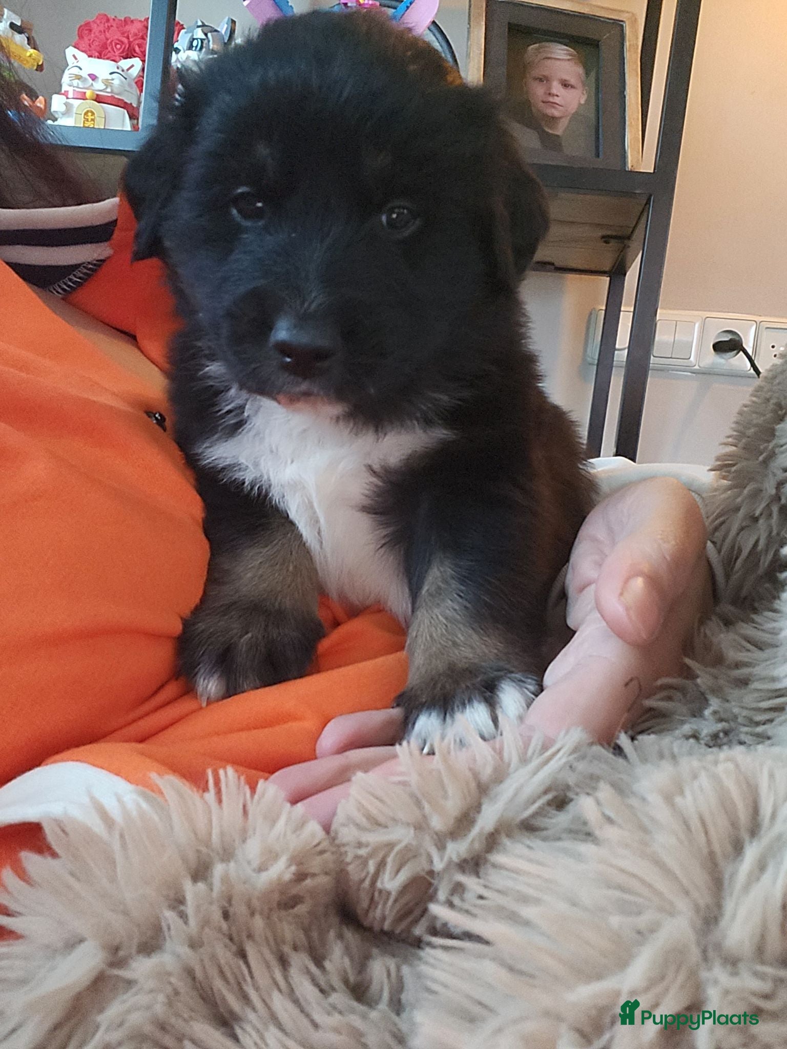 Kruising honden Mooie golden aussie pups - Advertentie 2