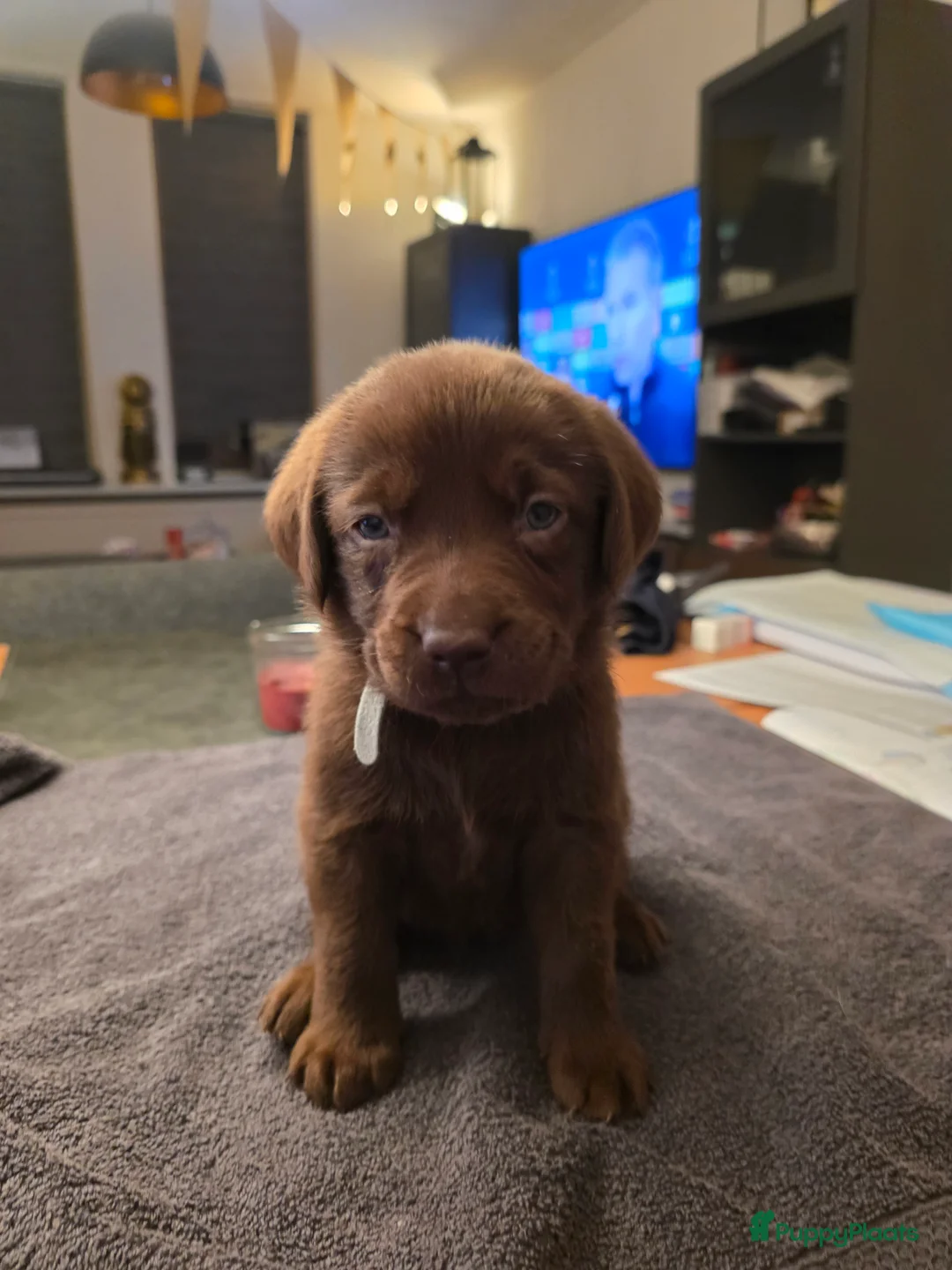 Labrador Retriever honden te koop: 6 mooie en lieve labradorpups - Advertentie 23