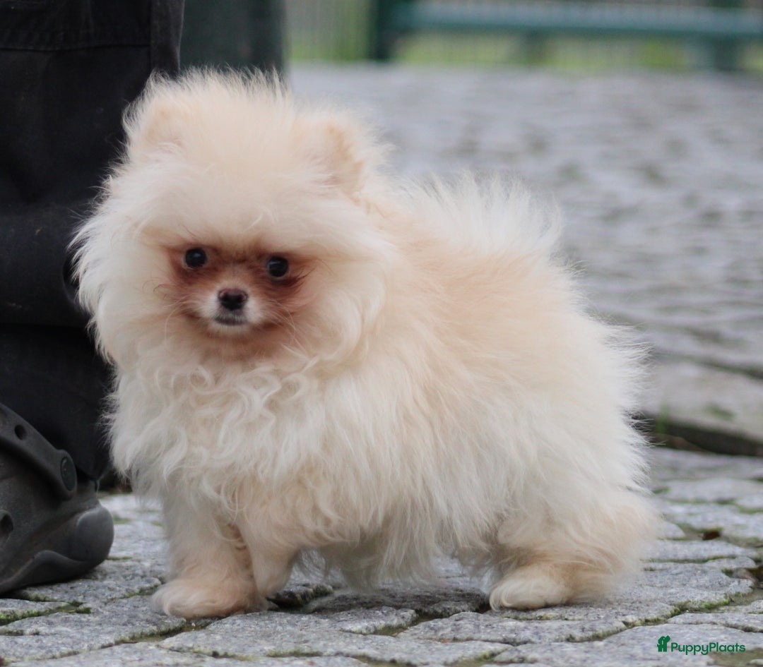 Pomeriaan honden te koop: Pomeriaan pup - Advertentie 2