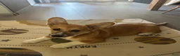Welsh Corgi Pembroke honden te koop: Welsh Pembroke Corgi Puppy in Losser - Advertentie 3
