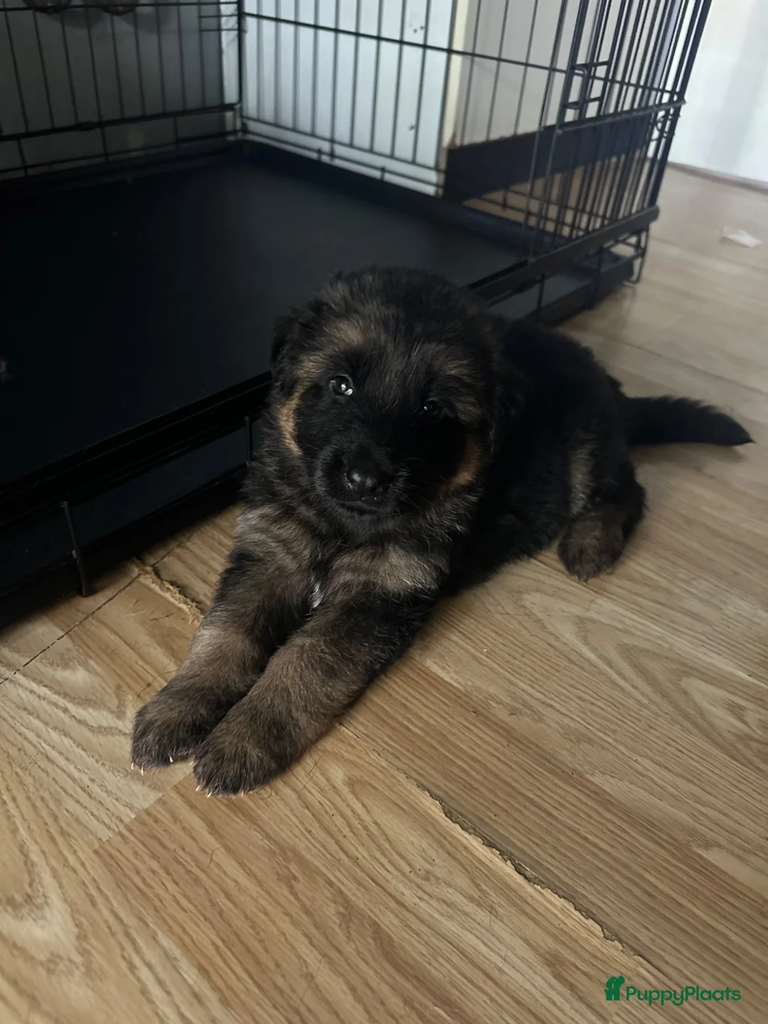 Duitse Herder honden te koop: Duitse herder puppy’s - Advertentie 2