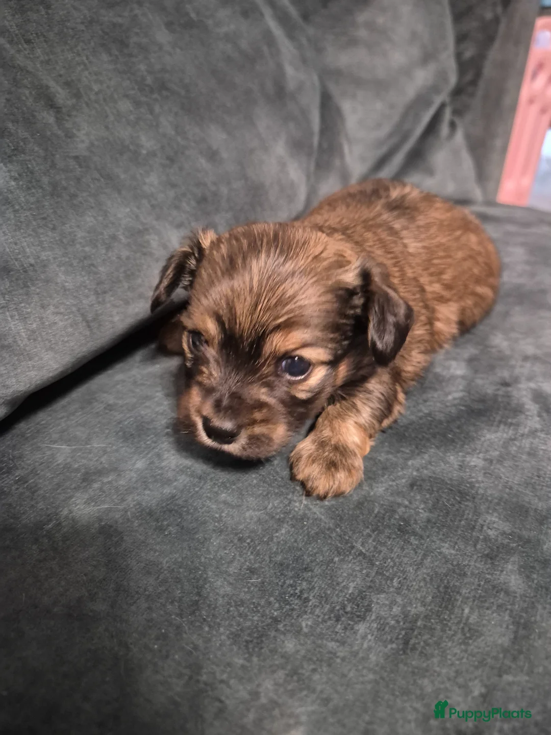 Kruising honden te koop: Leuke Chweenie reutjes - Advertentie 1