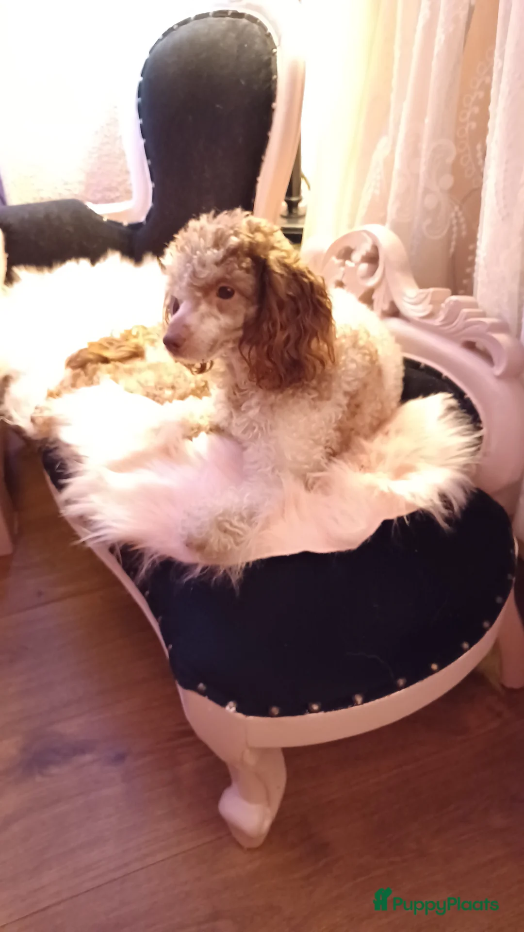 Dwergpoedel honden te koop: Dwergpoedel choco merle teef - Advertentie 3