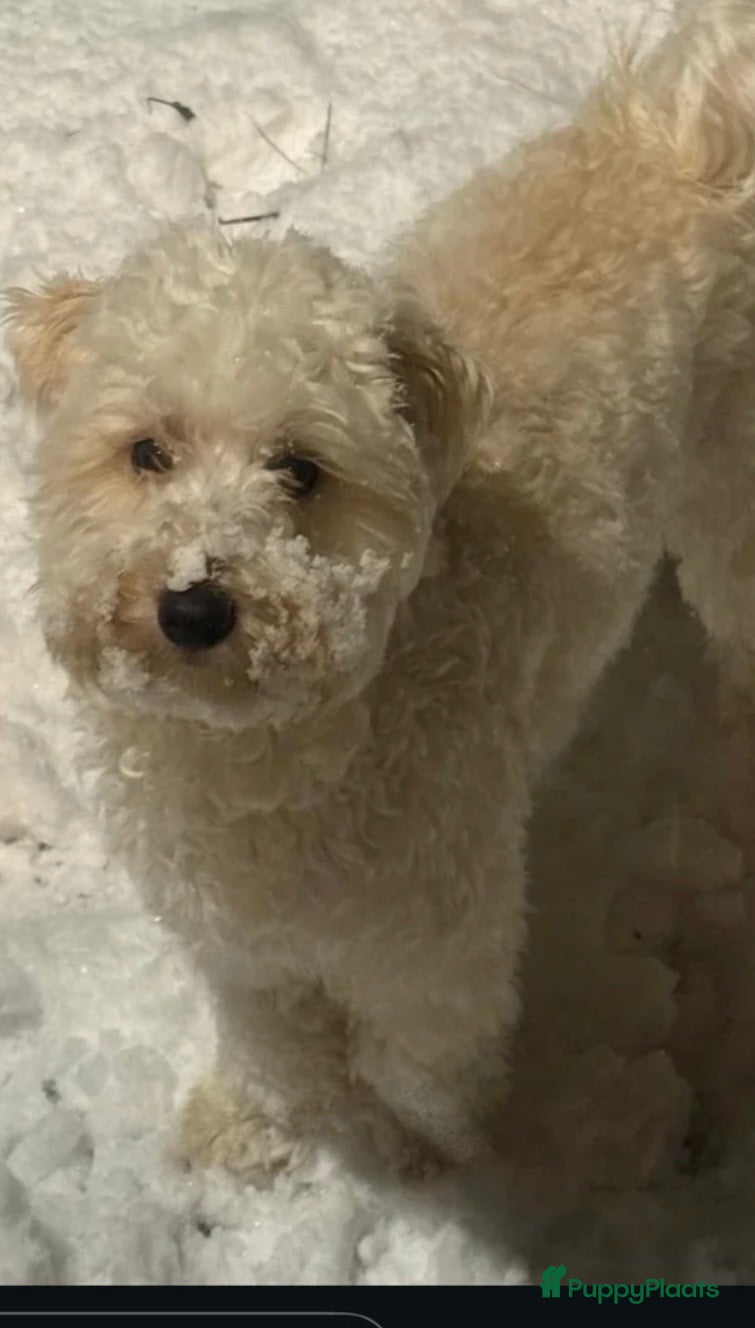 Maltipoo honden 💎Lieve Maltipoo reu beschikbaar voor dekking - Advertentie 1