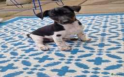 Jack Russel Terriër honden te koop: Lieve jack russel pups - Afbeelding 1