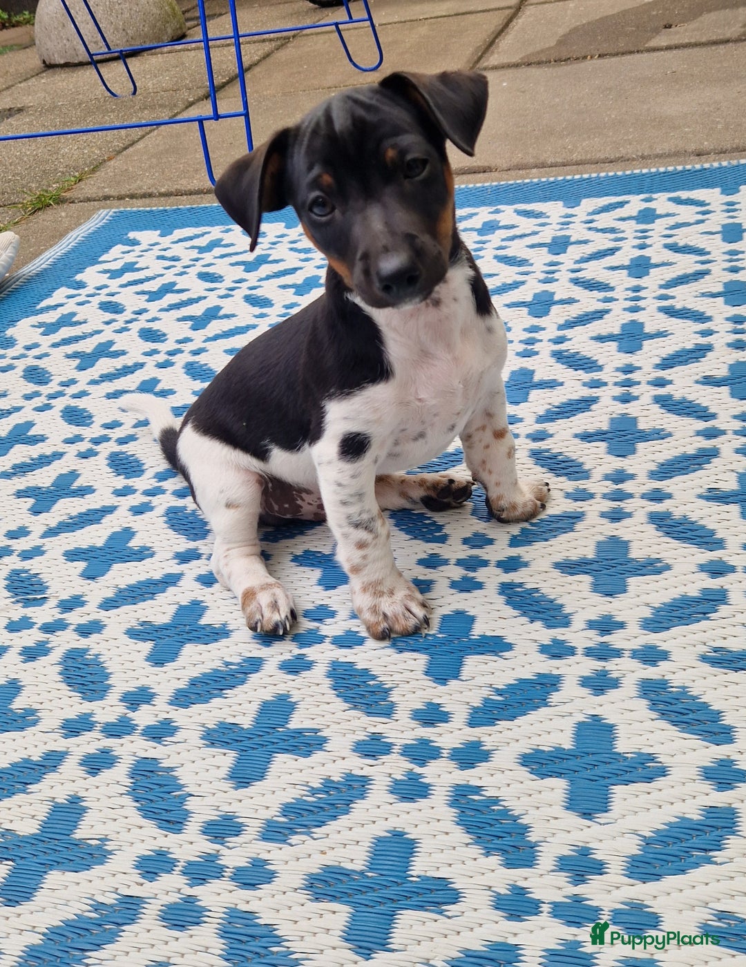 Jack Russel Terriër honden te koop: Lieve jack russel pups - Afbeelding 1