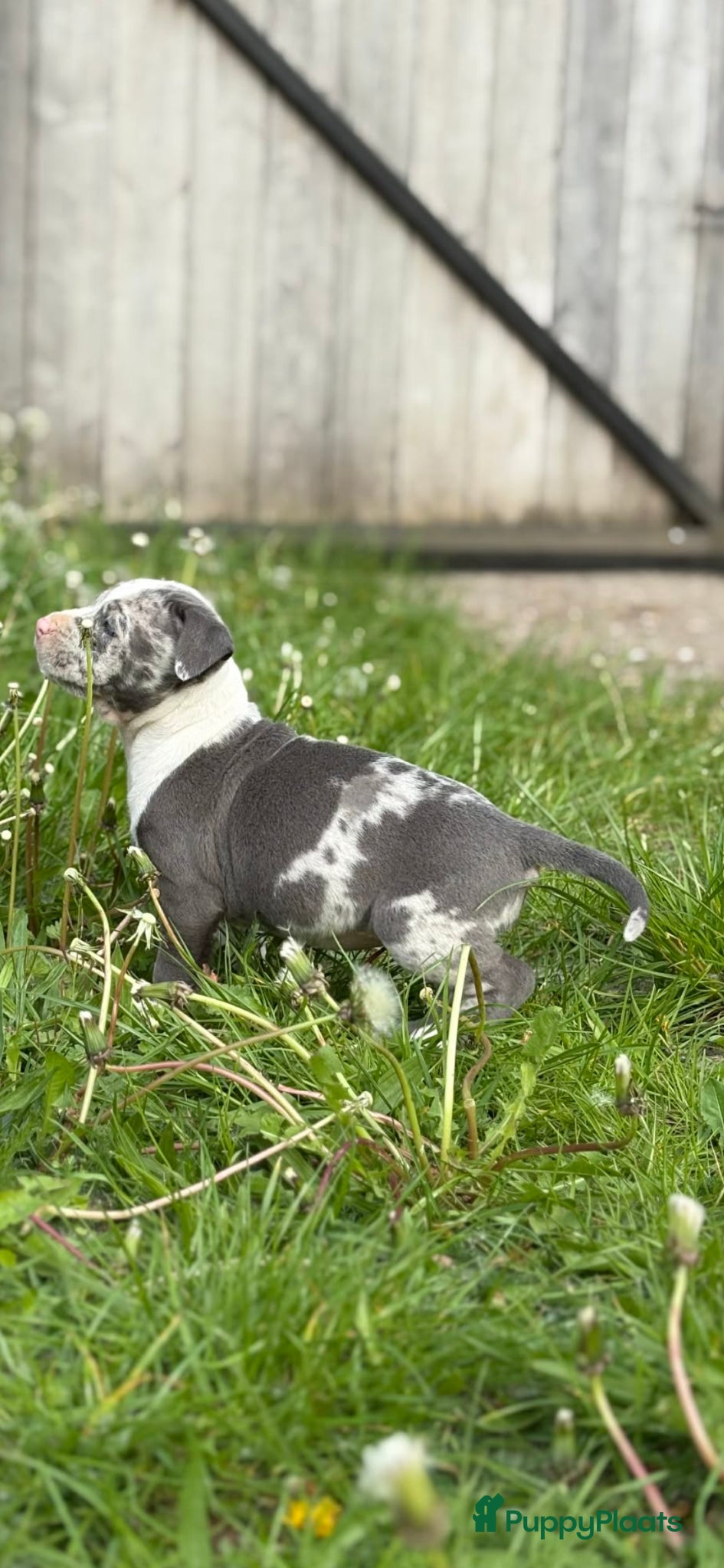 American Staffordshire Terriër honden Mooie merle-staffordpups - Advertentie 1