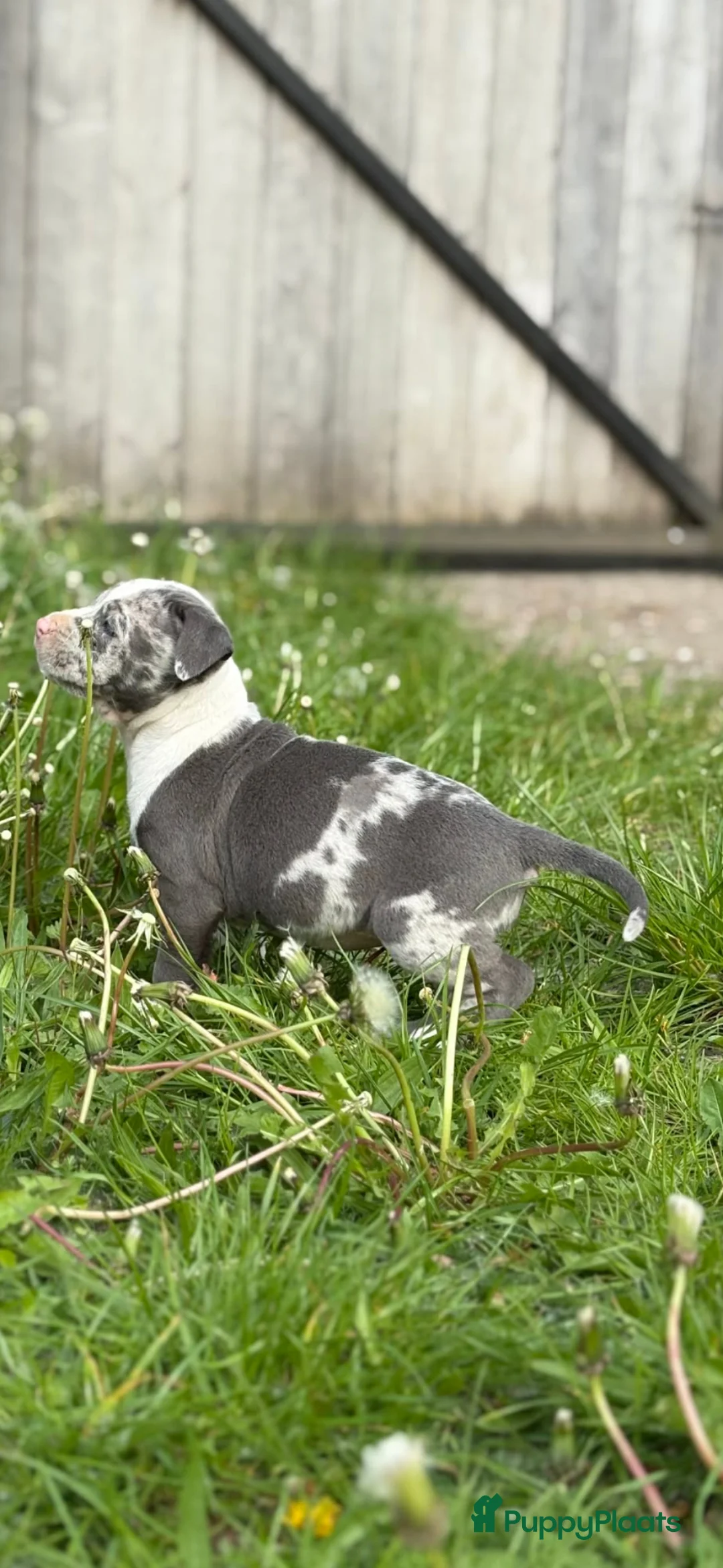 American Staffordshire Terriër honden te koop: Mooie merle-staffordpups - Advertentie 1