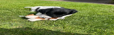 Friese Stabij Puppy 3