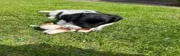 Friese Stabij honden te koop: Onze Donna heeft 6 pups - Advertentie 2