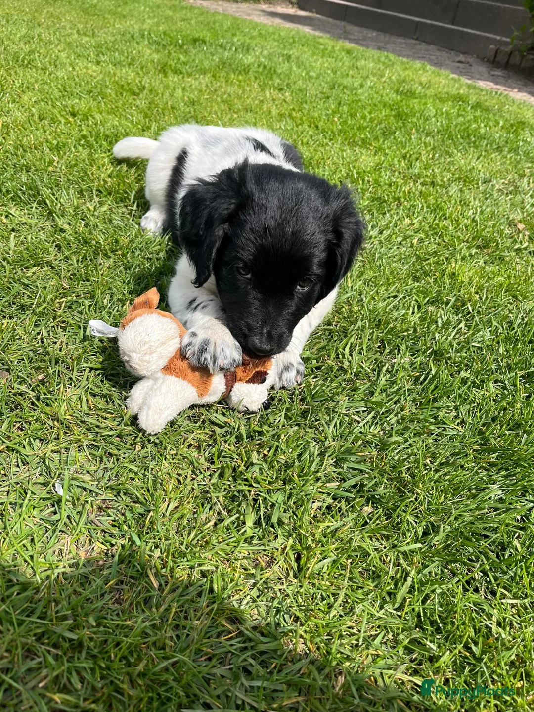 Friese Stabij honden te koop: Onze Donna heeft 6 pups - Advertentie 2