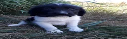 Kruising honden te koop: Prachtige Goldendoole X Friese Stabij pups - Advertentie 20