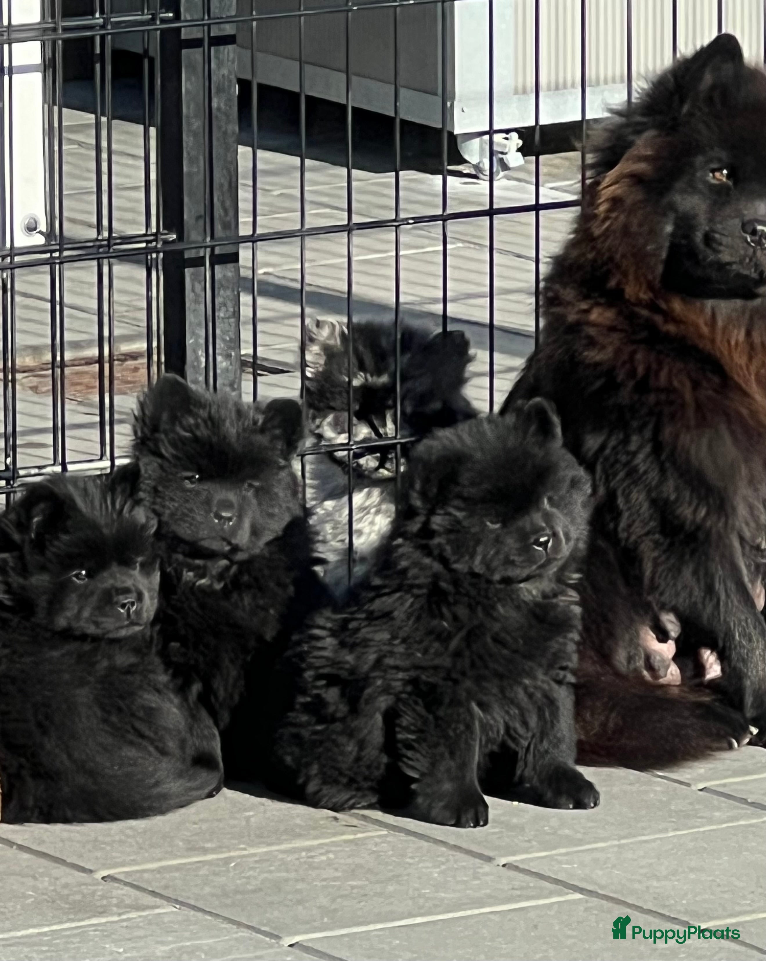 Chow Chow honden Chow Chow pups teefjes zwart - Advertentie 10