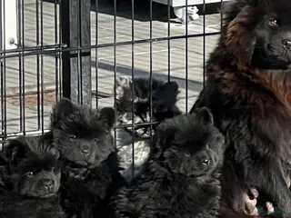 Chow Chow honden Chow Chow pups teefjes zwart - Advertentie 10