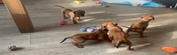 Rhodesian Ridgeback honden te koop: Pups met stamboom Rhodesian Ridgeback  - Advertentie 11