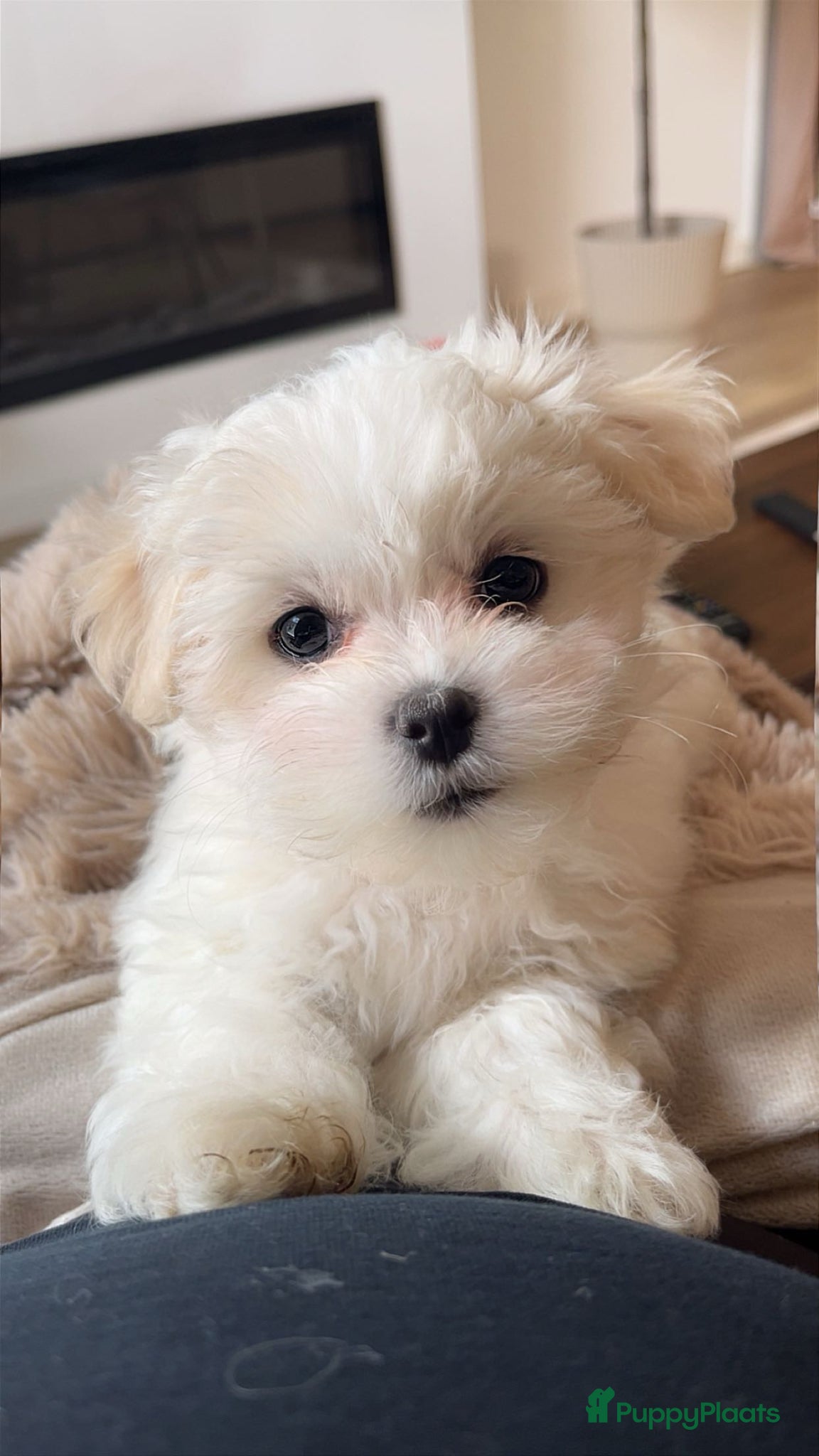 Maltezer honden Mini Maltezer  - Advertentie 2