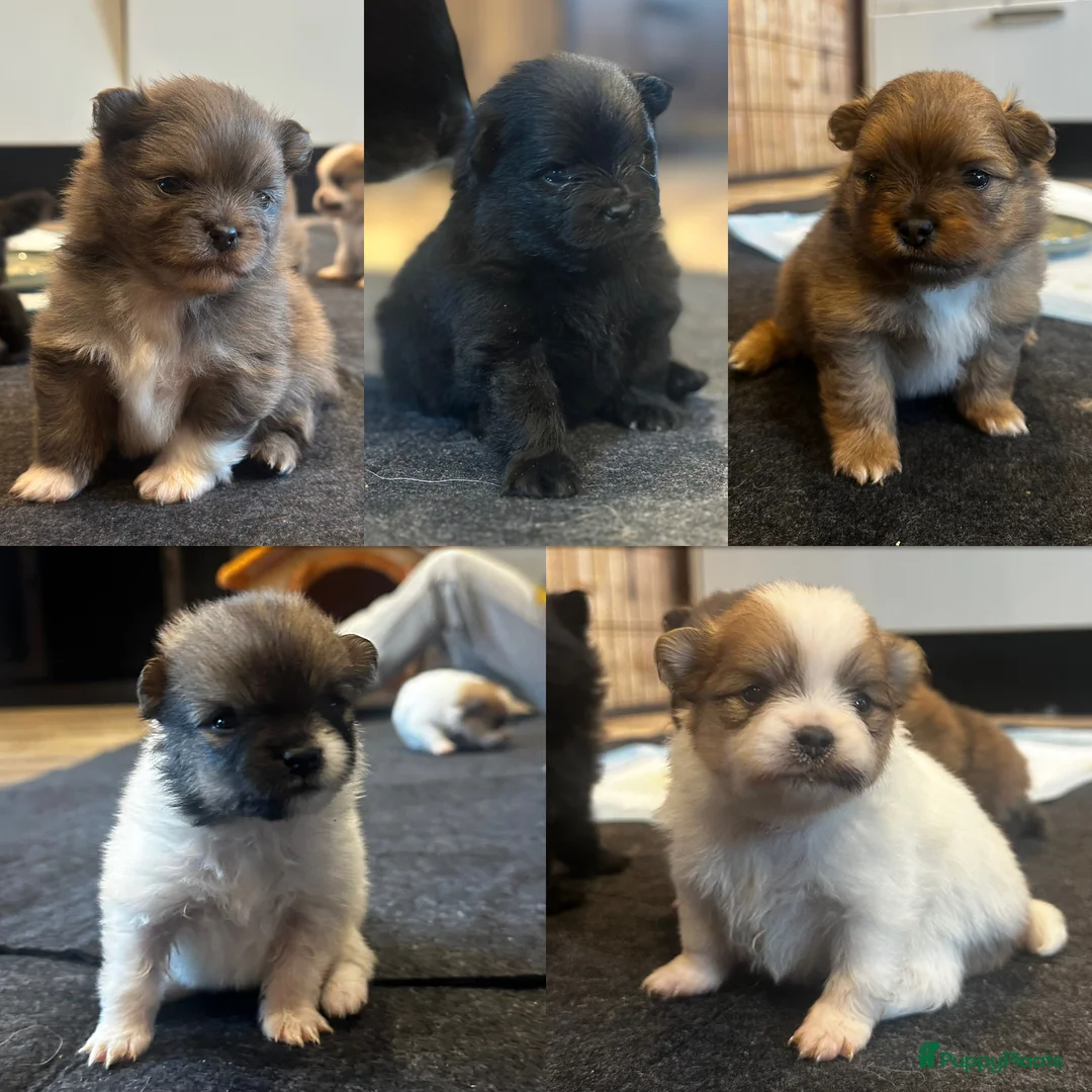 Pomeriaan honden te koop: Alle pups zijn gereserveerd ❤️ - Advertentie 6
