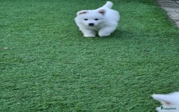Zwitserse Witte Herdershond honden te koop: super mooie goed gesocialiseerd witte herder pups  - Afbeelding 14