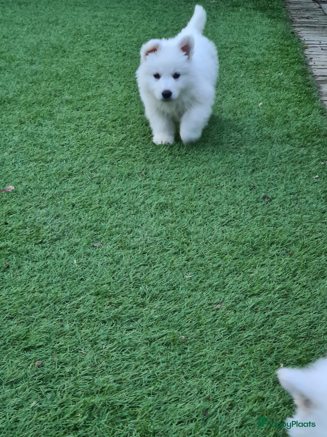 Zwitserse Witte Herdershond honden te koop: super mooie goed gesocialiseerd witte herder pups  - Afbeelding 14