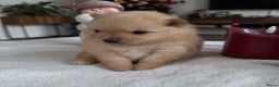 Pomeriaan honden te koop: Prachtige Pomeriaan pups  - Advertentie 5