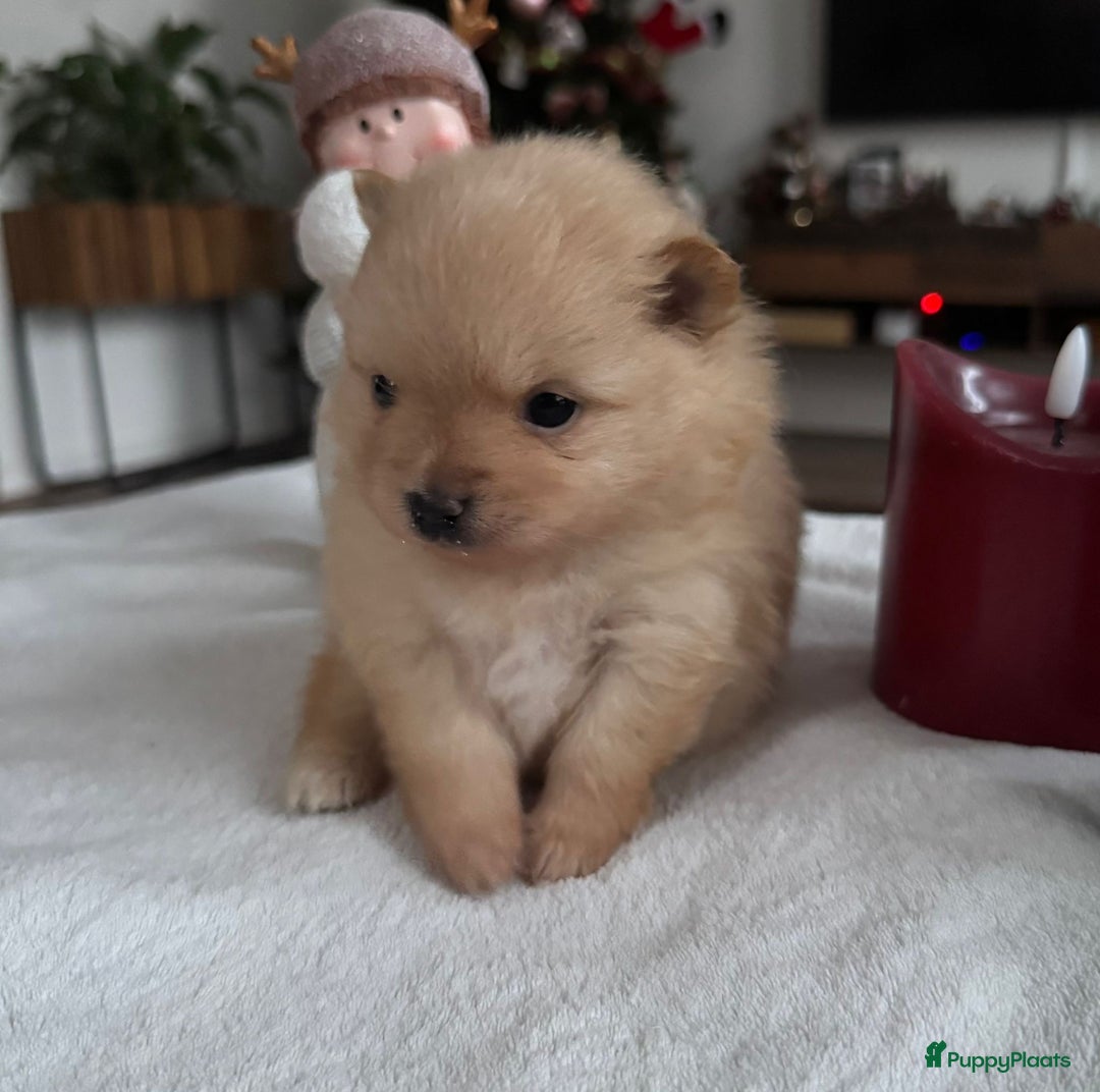 Pomeriaan honden te koop: Prachtige Pomeriaan pups  - Advertentie 5