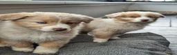 Australian Shepherd honden te koop: Raszuiver Australian Shepherd pups op de boerderij - Advertentie 6