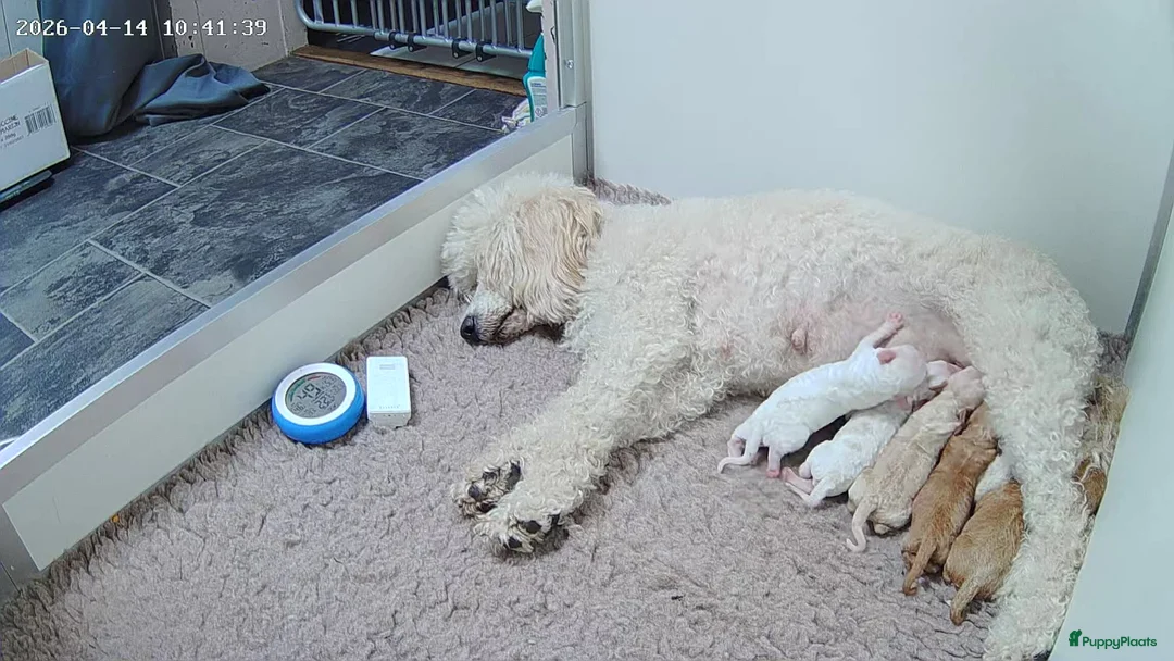 Cockapoo honden te koop: Cockapoo pups uit geteste ouders. - Advertentie 36