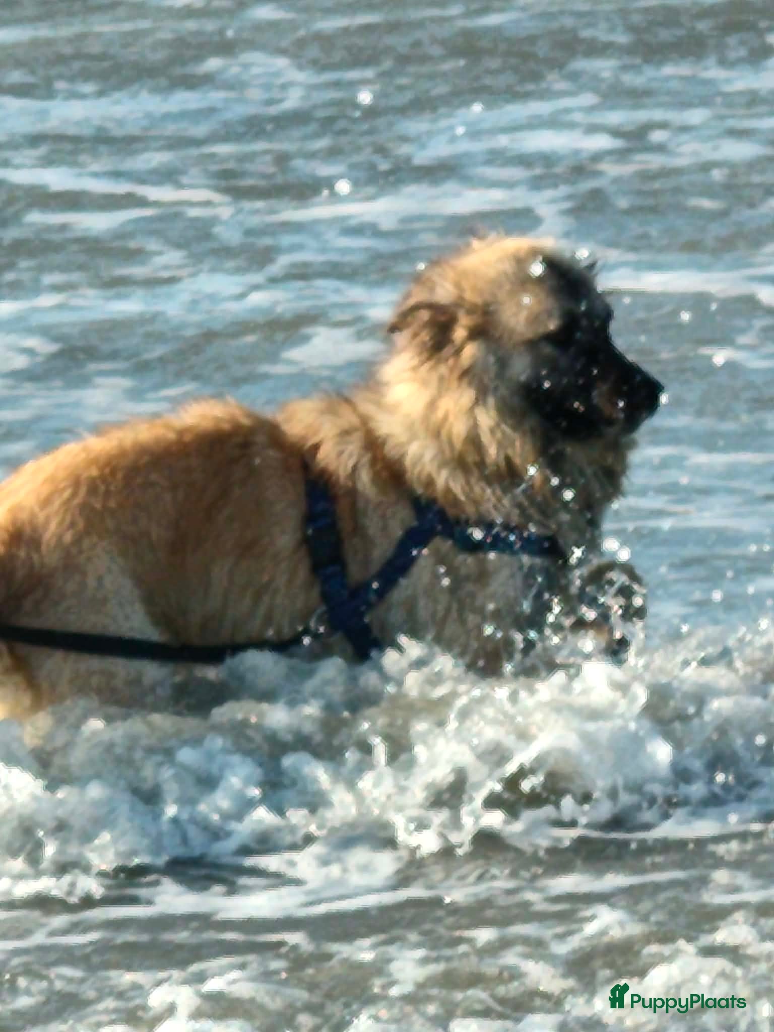 Kruising honden Clara 2 zoekt een baasje - Advertentie 5