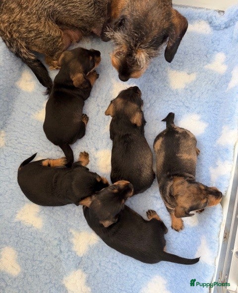 Ruwhaar Teckel honden Dwerg ruwhaar teckel pups met FCI stamboom - Advertentie 1