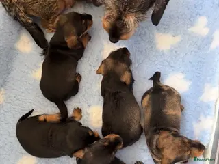 Ruwhaar Teckel honden Dwerg ruwhaar teckel pups met FCI stamboom - Advertentie 1