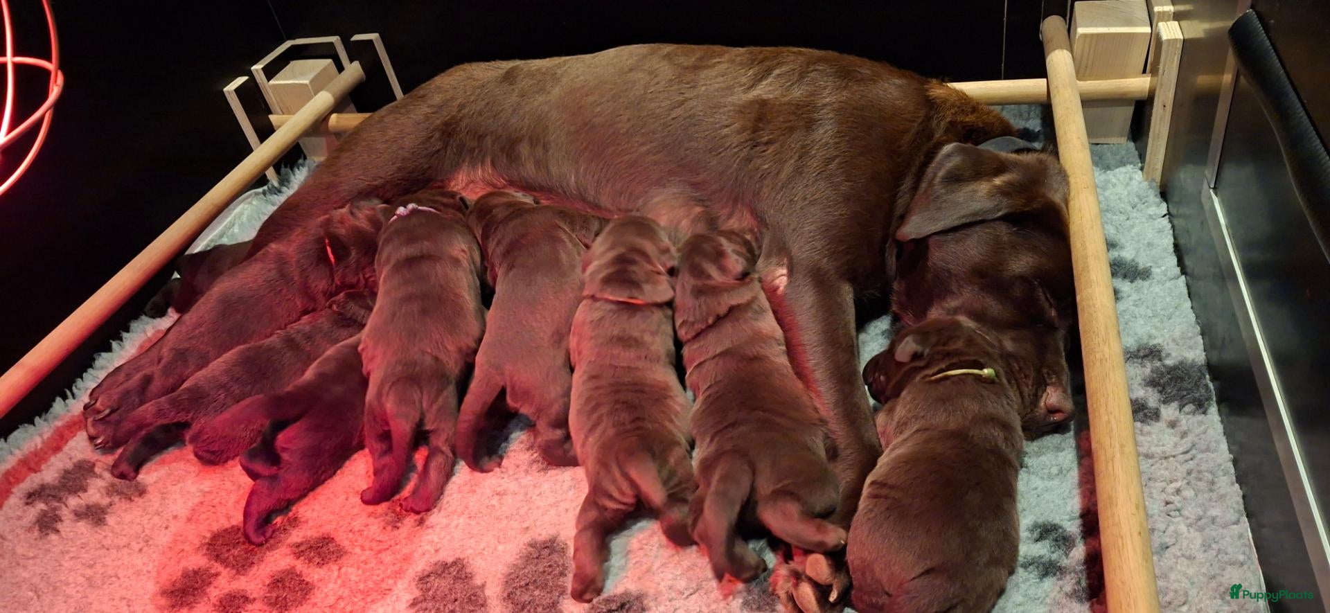 Labrador Retriever honden te koop: Prachtige labrador pups met FCI stamboom - Advertentie 1