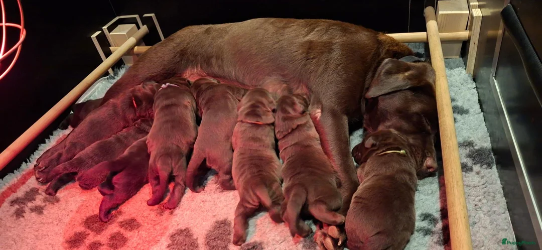 Labrador Retriever honden te koop: Prachtige labrador pups met FCI stamboom - Advertentie 1