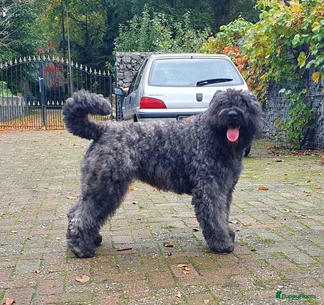 Bouvier des Flandres honden te koop: Bouvierpups verwacht half november  - Advertentie 2