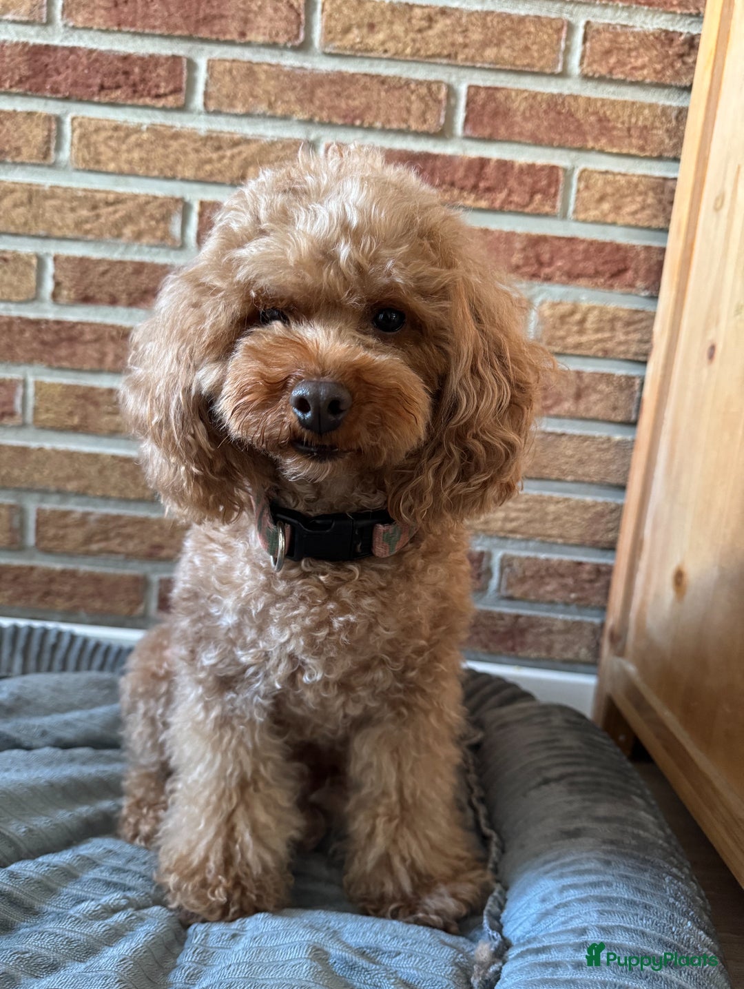 Poedel Toy honden te koop: Toy Poedel pups - Advertentie 2