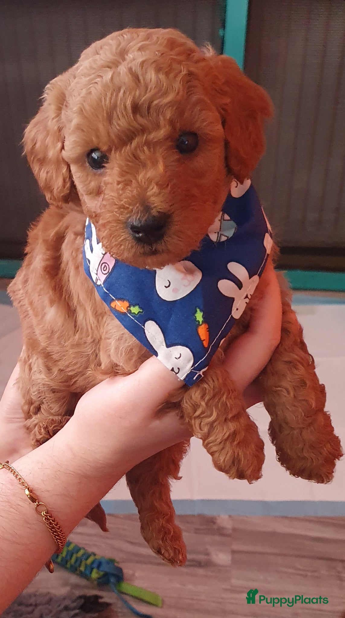 Labradoodle honden Rode Mini Labradoodles - Advertentie 1