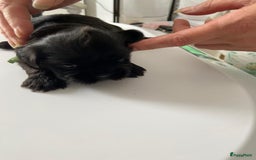Shih Tzu honden te koop: Shih Tzu puppy's België - Afbeelding 8