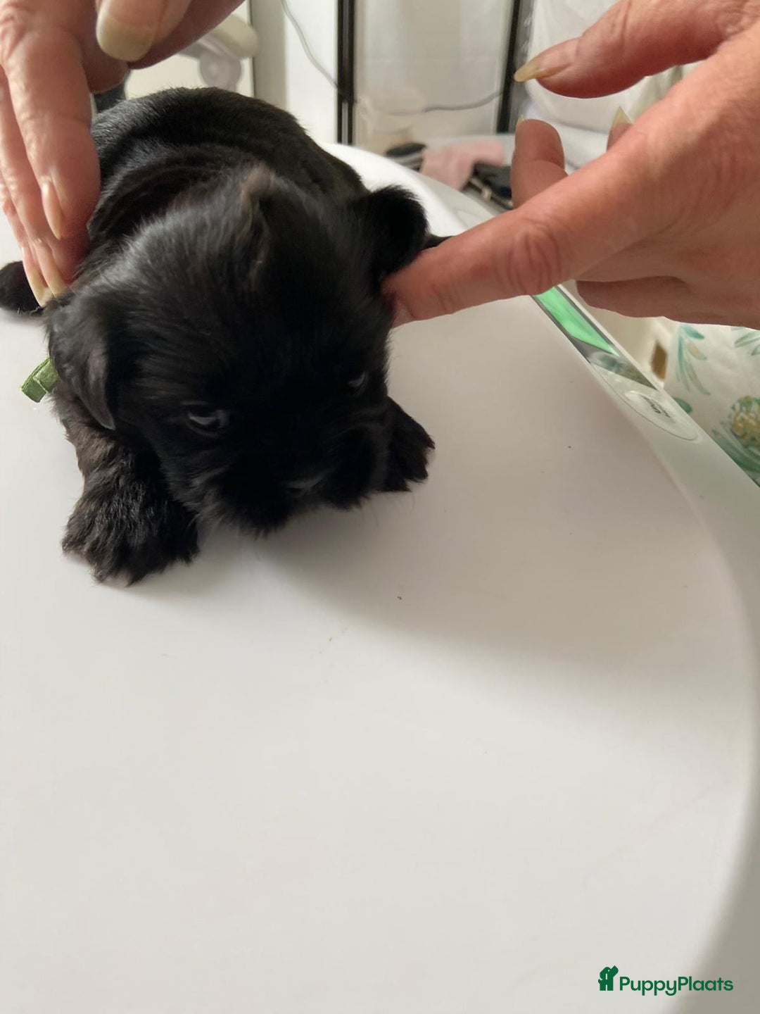 Shih Tzu honden te koop: Raszuivere Shih Tzu puppy's België - Afbeelding 6