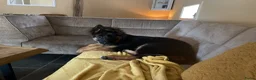 Duitse Herder honden te koop: Langharige Duitse herder puppy’s met rechter rug.  - Advertentie 18