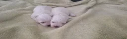Maltezer honden te koop: Maltezer pups. Rasecht. Vader en moeder aanwezig - Advertentie 13