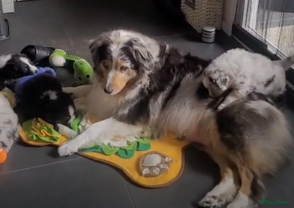 Australian Shepherd honden Australische herder teefje black tri - Advertentie 1
