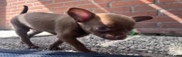 Chihuahua honden te koop: Mooie chihuahua pup  - Advertentie 6